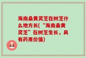海南桑黄灵芝在树芝什么地方长(“海南桑黄灵芝”在树芝生长，具有药用价值)