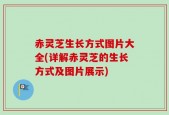 赤灵芝生长方式图片大全(详解赤灵芝的生长方式及图片展示)