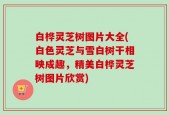 白桦灵芝树图片大全(白色灵芝与雪白树干相映成趣，精美白桦灵芝树图片欣赏)