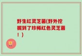 野生红灵芝菌(野外挖掘到了珍稀红色灵芝菌！)