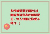 多种破壁灵芝图片(以图解寿司姿态吃破壁灵芝，惊人效果让你爱不释口！)