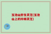 玉池山野生灵芝(玉池山上的珍稀灵芝)