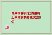 白果树种灵芝(白果树上采挖到的珍贵灵芝50)