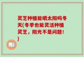 灵芝种植能晒太阳吗冬天(冬季也能灵活种植灵芝，阳光不是问题！)