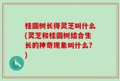 桂圆树长得灵芝叫什么(灵芝和桂圆树结合生长的神奇现象叫什么？)