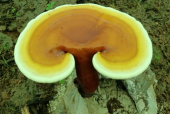 灵芝孢子粉的保质期是多长时间？过期能吃吗？