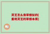 灵芝怎么像草根似的(重现灵芝的草根本质)