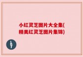 小红灵芝图片大全集(精美红灵芝图片集锦)