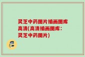 灵芝中药图片插画图库高清(高清插画图库：灵芝中药图片)