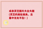 成条灵芝图片大全大图(灵芝的美轮美奂，古墓中无处不在！)