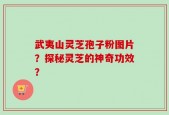 武夷山灵芝孢子粉图片？探秘灵芝的神奇功效？