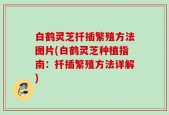 白鹤灵芝扦插繁殖方法图片(白鹤灵芝种植指南：扦插繁殖方法详解)