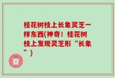 桂花树枝上长象灵芝一样东西(神奇！桂花树枝上发现灵芝形“长象”)