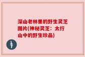 深山老林里的野生灵芝图片(神秘灵芝：太行山中的野生珍品)