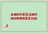 云南的竹灵芝(云南竹林内神奇的灵芝之秘)
