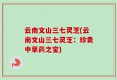 云南文山三七灵芝(云南文山三七灵芝：珍贵中草药之宝)