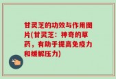 甘灵芝的功效与作用图片(甘灵芝：神奇的草药，有助于提高免疫力和缓解压力)
