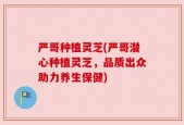 严哥种植灵芝(严哥潜心种植灵芝，品质出众助力养生保健)