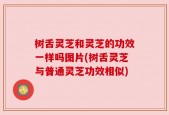 树舌灵芝和灵芝的功效一样吗图片(树舌灵芝与普通灵芝功效相似)