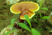 脂肪肝的人可以吃灵芝孢子粉吗？调理脂肪肝小技巧