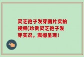灵芝孢子发芽图片实拍视频(珍贵灵芝孢子发芽实况，震撼呈现！