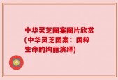 中华灵芝图案图片欣赏(中华灵芝图案：国粹生命的绚丽演绎)