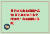 灵芝能长出来吗图片高清(灵芝真的能在家中种植吗？高清图揭开答案)