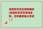 波密野生灵芝视频播放(波密野生灵芝现场呈现，芝神重现瑞士奇迹！)