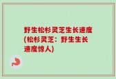 野生松杉灵芝生长速度(松杉灵芝：野生生长速度惊人)