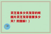 灵芝是多少天发芽的呢图片灵芝发芽需要多少天？附图解！)
