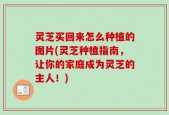 灵芝买回来怎么种植的图片(灵芝种植指南，让你的家庭成为灵芝的主人！)