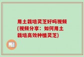 用土栽培灵芝好吗视频(视频分享：如何用土栽培高效种植灵芝)