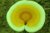 灵芝孢子粉的服用方法和功能，这些事情90%的人不知道！