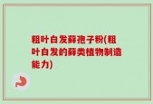 粗叶白发藓孢子粉(粗叶白发的藓类植物制造能力)