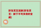 野生灵芝泥脚(野生灵芝：脚下不可多得的宝藏)