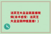 活灵芝大盆盆栽直播视频(亲手感受：活灵芝大盆盆栽种植直播！)