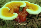 灵芝孢子粉可以用开水冲吗？这件事必须要知道！
