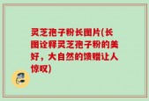 灵芝孢子粉长图片(长图诠释灵芝孢子粉的美好，大自然的馈赠让人惊叹)