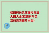 桂圆树长灵芝图片高清大图大全(桂圆树与灵芝的高清图片大全)