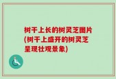 树干上长的树灵芝图片(树干上盛开的树灵芝呈现壮观景象)