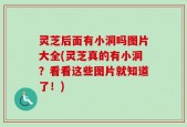 灵芝后面有小洞吗图片大全(灵芝真的有小洞？看看这些图片就知道了！)