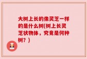 大树上长的像灵芝一样的是什么树(树上长灵芝状物体，究竟是何种树？)