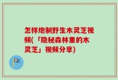 怎样炮制野生木灵芝视频(「隐秘森林里的木灵芝」视频分享)