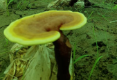 灵芝孢子粉对人体的好处，这些你都知道吗？