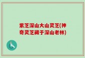 紫芝深山大山灵芝(神奇灵芝藏于深山老林)