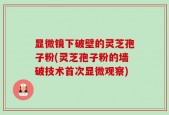显微镜下破壁的灵芝孢子粉(灵芝孢子粉的墙破技术首次显微观察)
