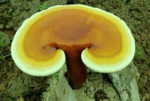 肝硬化患者吃灵芝孢子粉有助治疗吗？肝硬化患者必看！