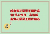 越南黄花梨灵芝图片高清(赏心悦目：高清越南黄花梨灵芝照片精选)