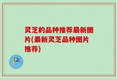 灵芝的品种推荐最新图片(最新灵芝品种图片推荐)
