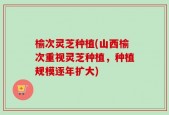 榆次灵芝种植(山西榆次重视灵芝种植，种植规模逐年扩大)